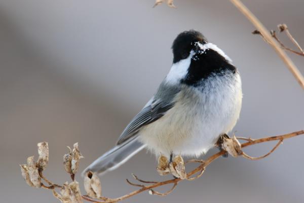 Bird in Winter on branch