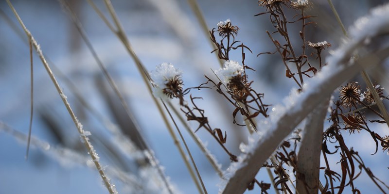 Biodiversity and the Winter Landscape 